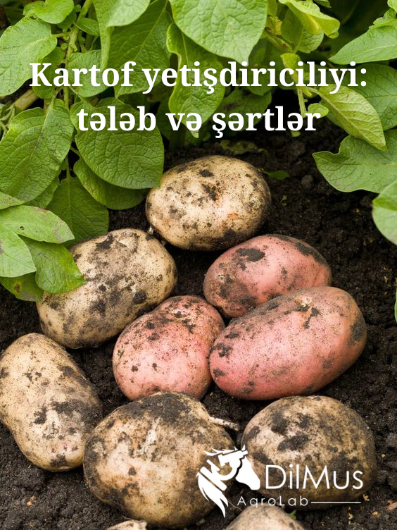 Kartof yetişdiriciliyi: tələb, şərtlər 